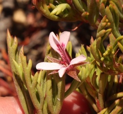 Pelargonium laevigatum laevigatum