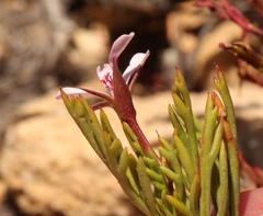 Pelargonium laevigatum laevigatum