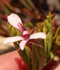 Pelargonium laevigatum laevigatum