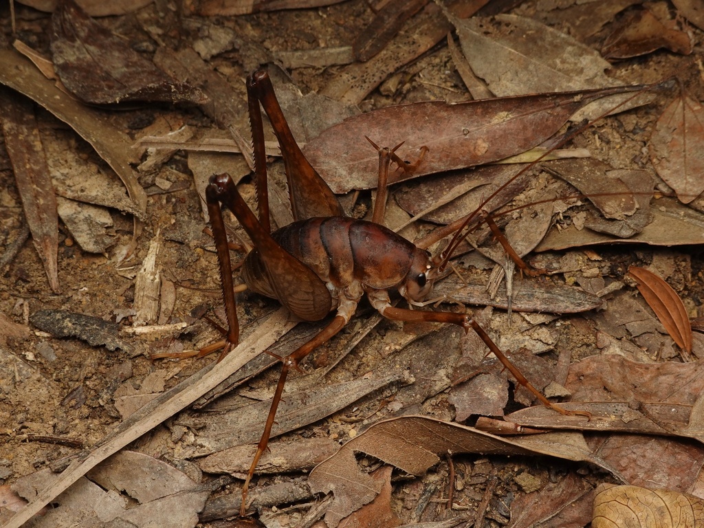 Diestrammena nicolai