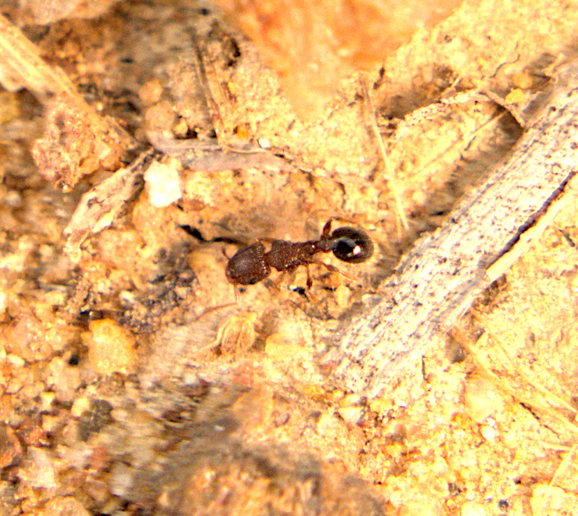 Angulinode-group Fierce Ants