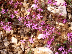 Saponaria