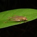 Mistshenkoana gracilis - Photo (c) orthoptera-jp, some rights reserved (CC BY-NC), uploaded by orthoptera-jp