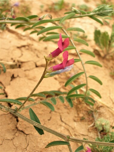 Vicia monantha image