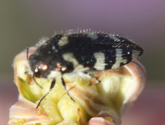 Acmaeodera