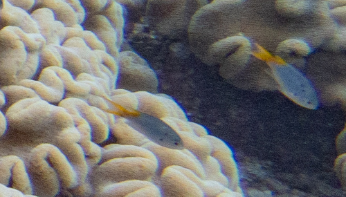 Yellowtail Damsel