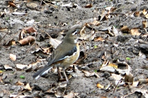 Bearded Scrub Robin (Tychaedon quadrivirgata), photo 6