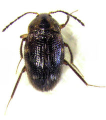 Zeagyrtes