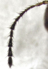 Zeagyrtes
