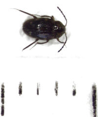 Zeagyrtes