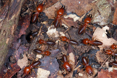 Syntermes molestus