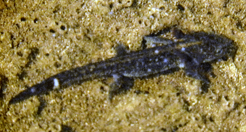 Bergmolch