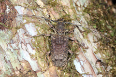 Polyrhaphis angustata