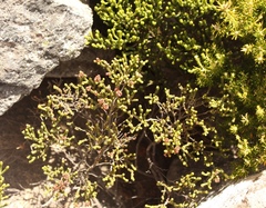 Erica petraea