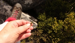 Erica petraea
