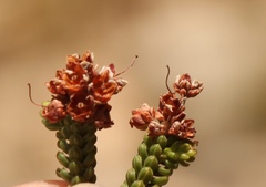 Erica petraea
