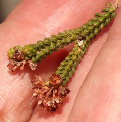 Erica petraea
