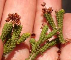 Erica petraea