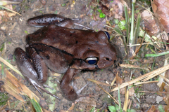 Leptodactylus stenodema