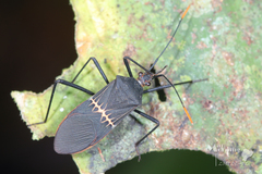 Leptoscelis saepifera