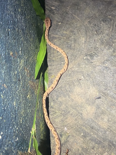 Photo of a Diamondback Night Stalker (Toxicodryas adamanteus)