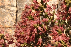 Erica strigilifolia