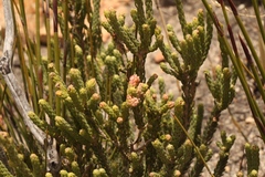 Erica strigilifolia