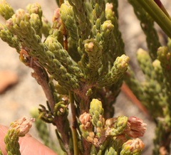 Erica strigilifolia