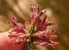 Erica strigilifolia