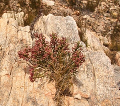 Erica strigilifolia