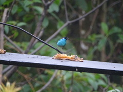 Chalcothraupis ruficervix