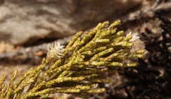 Dolichothrix ericoides