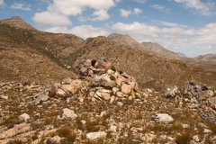 Dolichothrix ericoides