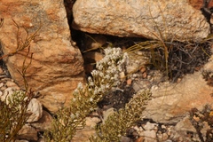 Dolichothrix ericoides