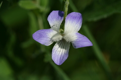 Viola elatior