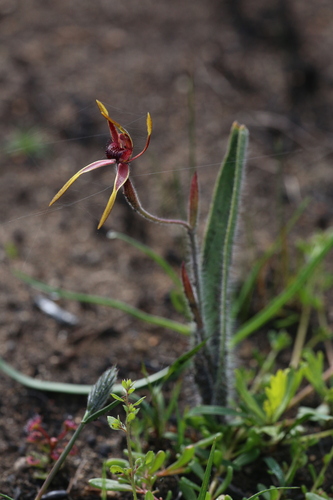 Image of Caladenia arrecta by (c) Hugo Innes, some rights reserved (CC BY)
