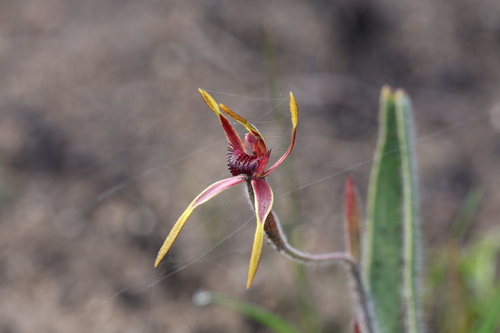 Image of Caladenia arrecta by (c) Hugo Innes, some rights reserved (CC BY)