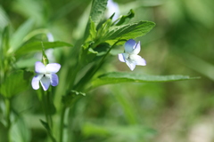Viola elatior