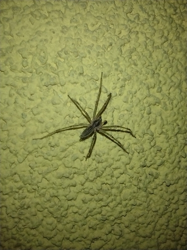 Kútnik štíhly (Allagelena gracilens)