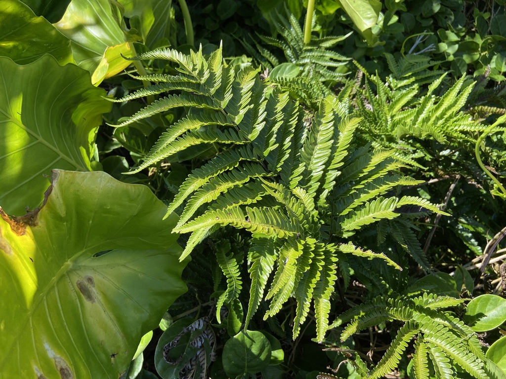 Pteris minor