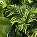 Pteris minor - Photo (c) Gordon Chen, some rights reserved (CC BY-NC), uploaded by Gordon Chen