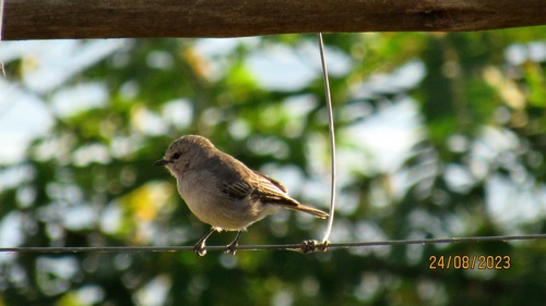 African Grey Flycatcher (Bradornis microrhynchus), photo 7