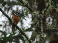 Hapaloptila castanea