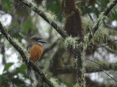 Hapaloptila castanea
