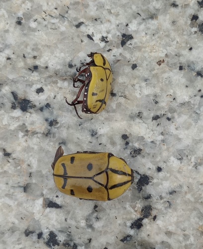 Pachnoda histrioides