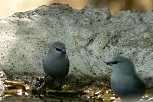 Grey Waxbill (Glaucestrilda perreini), photo 4