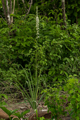 Chlorophytum longifolium image