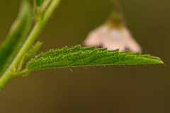 Hermannia glanduligera image