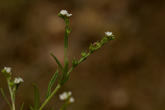 Euploca strigosa image