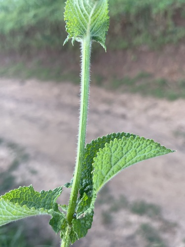 Nile Sage